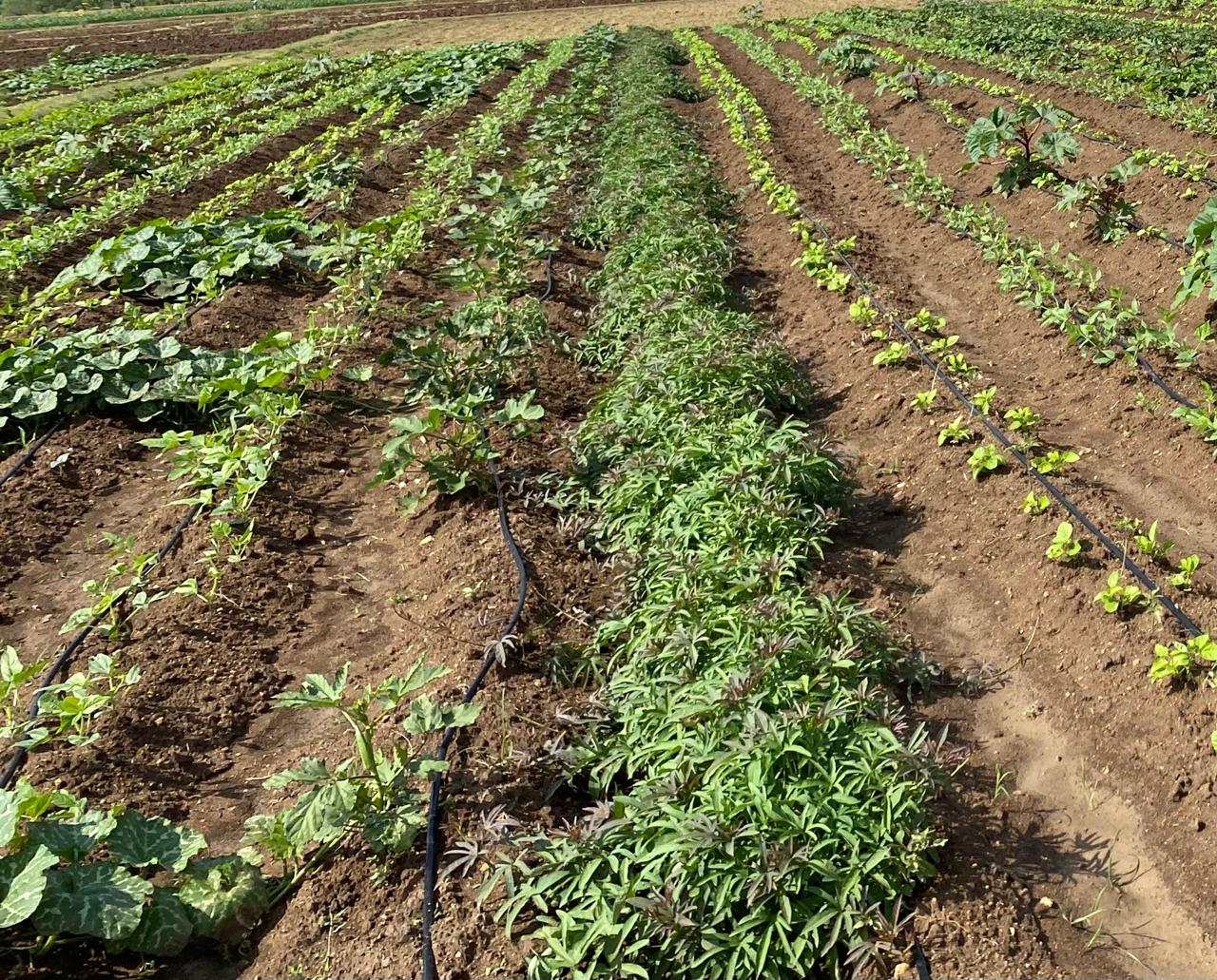 Veg farm